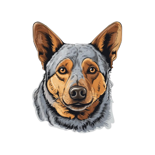 Australian Cattle Dog