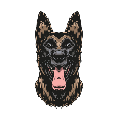 Belgian Malinois