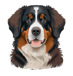 Bernese Mountain Dog