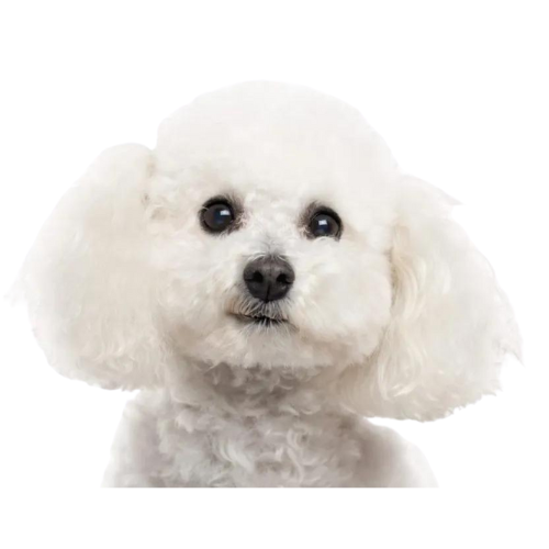 Bichon Frise