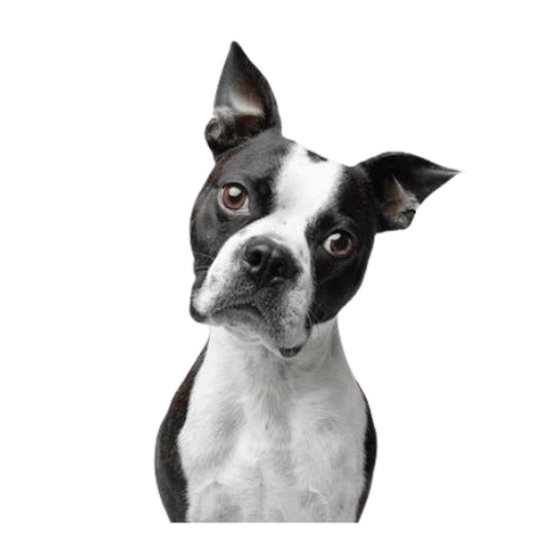 Boston Terrier