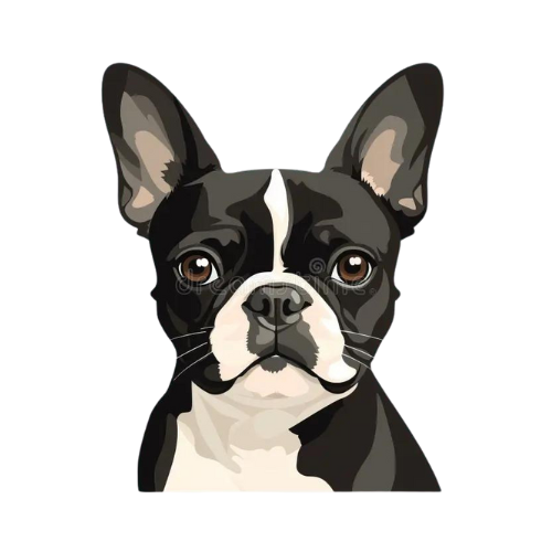 Boston Terrier