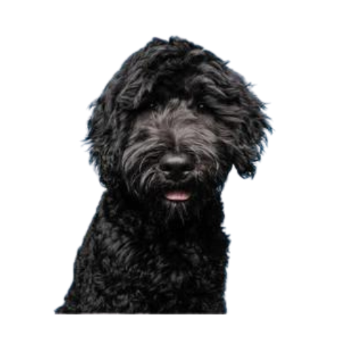 Portuguese Water Dog