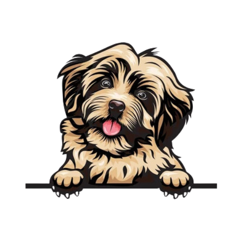 Havanese