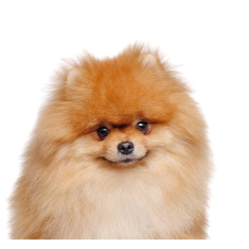 Pomeranian