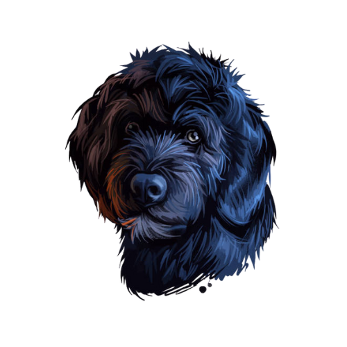 Portuguese Water Dog