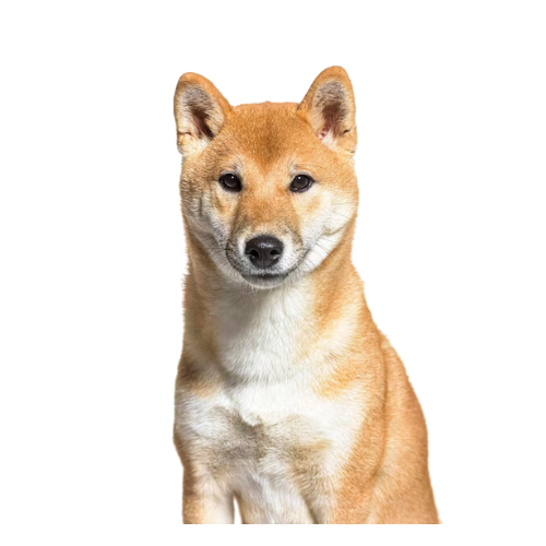 Shiba Inu