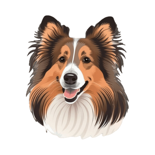 Shetland Sheepdog