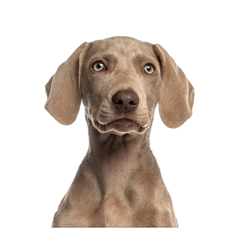 Weimaraner