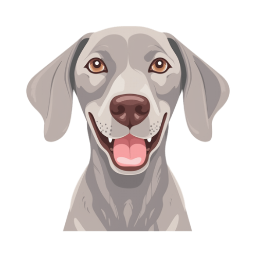 Weimaraner