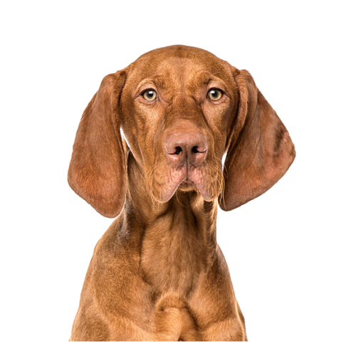 Vizsla 