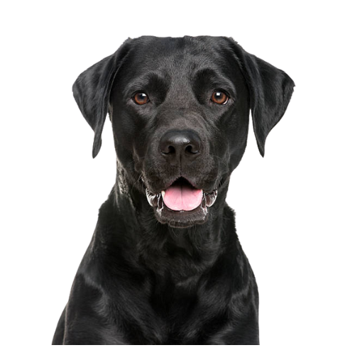 Black Lab