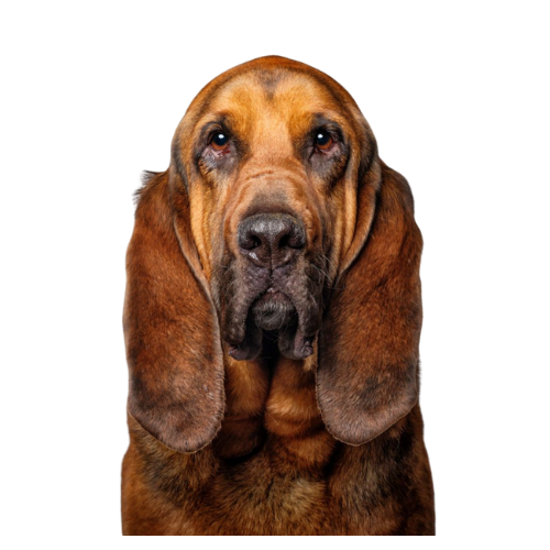 Bloodhound