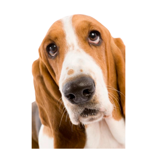 Bassett Hound