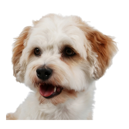 Havanese