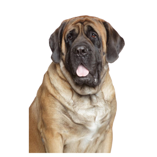 English Mastiff