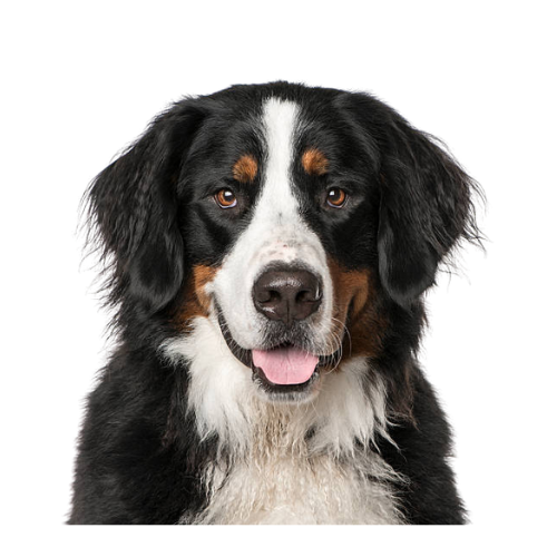 Bernese Mountain Dog