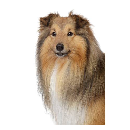 Shetland Sheepdog