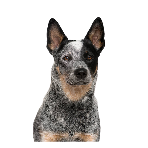 Australian Cattle Dog