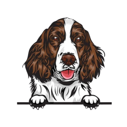 English Springer Spaniel