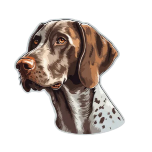 German Pointer