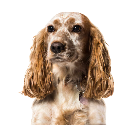 Cocker Spaniel