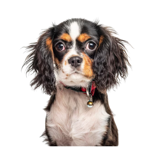 Cavalier King Charles Spaniel