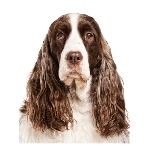 English Springer Spaniel