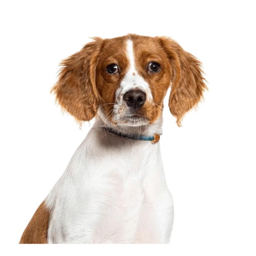 Brittany Spaniel