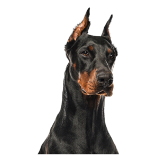 Doberman