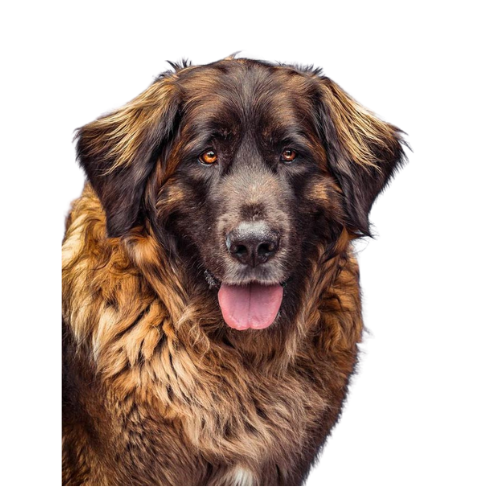 Leonberger