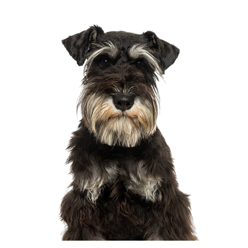 Mini Schnauzer