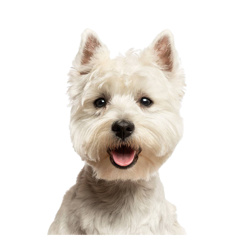 West Highland White Terrier