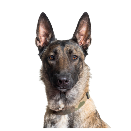 Belgian Malinois